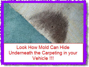 Mold or mould in your car truck van or suv hiding beneath the carpet