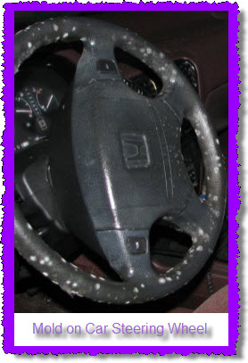 Mold can grow anywhere in your car, truck, van or suv. Here's mold on a car steering wheel.